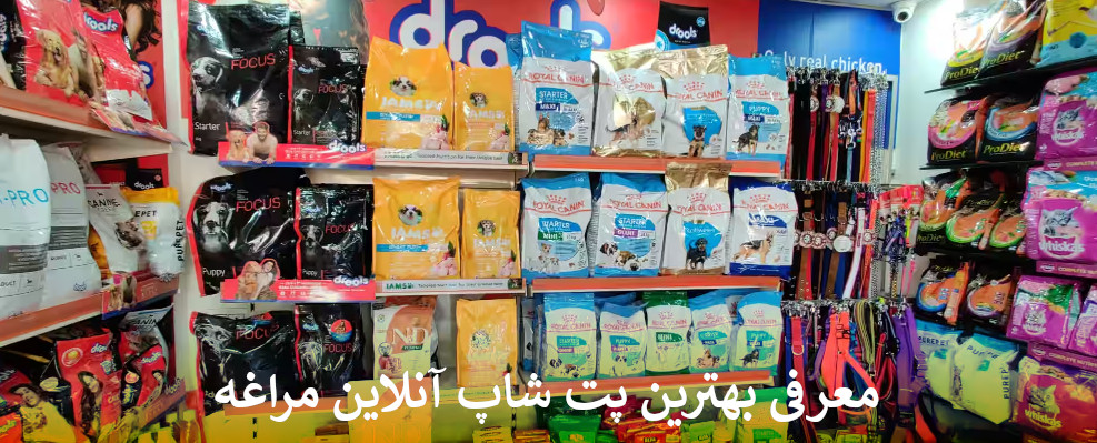 بهترین پت شاپ آنلاین مراغه بصورت شبانه روزی
