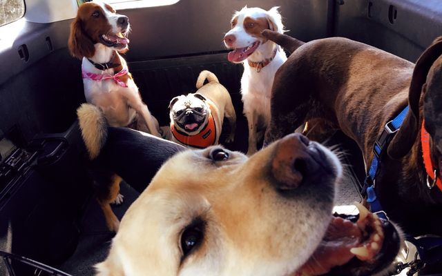 بهترین پت شاپ آنلاین دماوند بصورت شبانه روزی