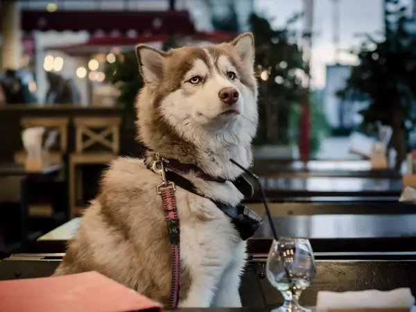 بهترین پت شاپ آنلاین دماوند بصورت شبانه روزی