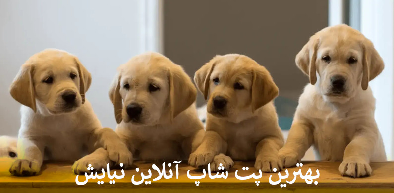 بهترین پت شاپ آنلاین نیایش بصورت شبانه روزی