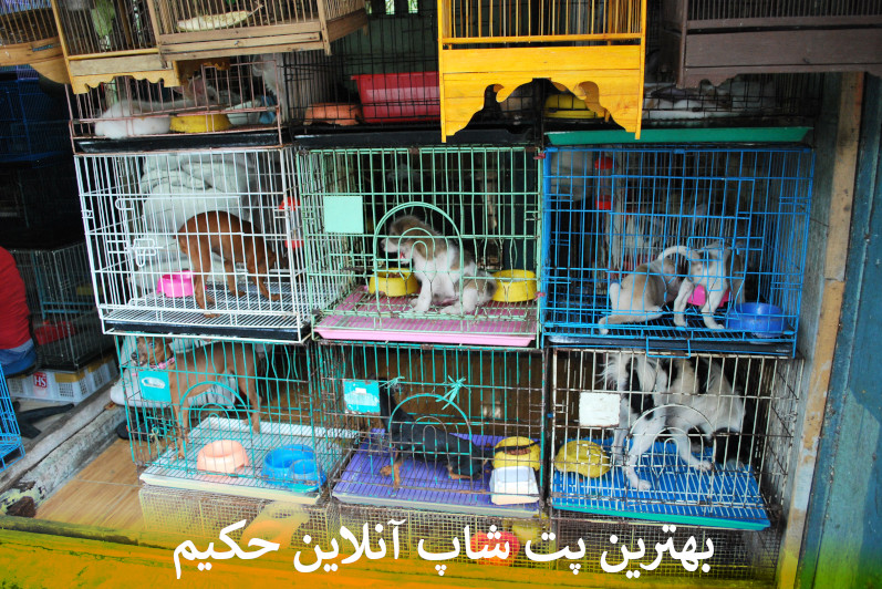 بهترین پت شاپ آنلاین حکیم بصورت شبانه روزی